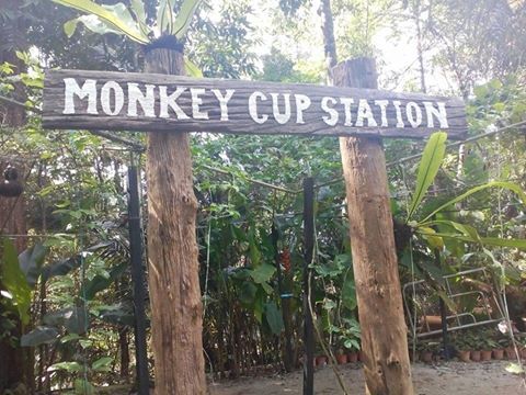 Monkey Cup Garden