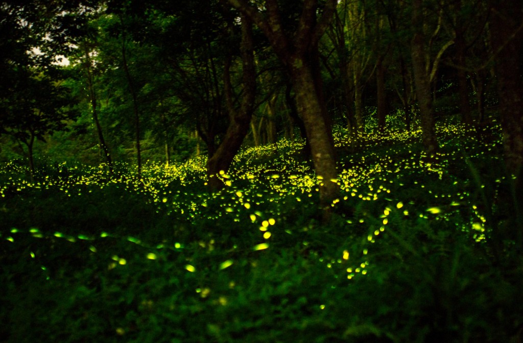 Kampung Kuantan Firefly Park