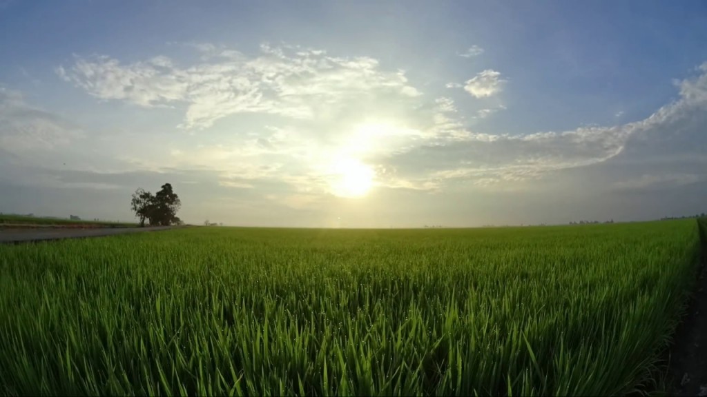 Sekinchan Paddy Field